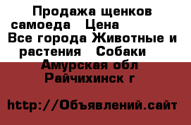 Продажа щенков самоеда › Цена ­ 40 000 - Все города Животные и растения » Собаки   . Амурская обл.,Райчихинск г.